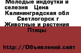 Молодые индоутки и 2 селезня › Цена ­ 600-800 - Калининградская обл., Светлогорск г. Животные и растения » Птицы   